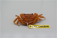 藏品(拉氏清溪蟹)的圖片